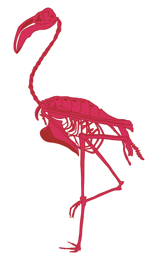 pink flamingo skeleton illustration